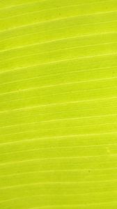 Preview wallpaper leaf, plant, macro, green