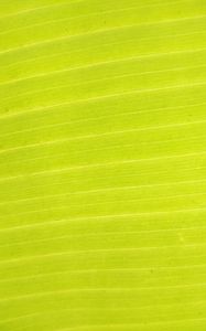 Preview wallpaper leaf, plant, macro, green