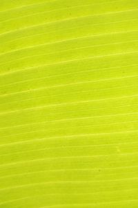 Preview wallpaper leaf, plant, macro, green