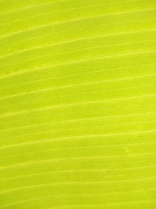 Preview wallpaper leaf, plant, macro, green