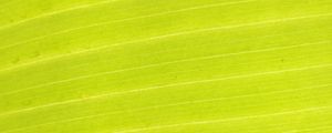 Preview wallpaper leaf, plant, macro, green