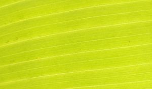 Preview wallpaper leaf, plant, macro, green