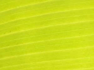 Preview wallpaper leaf, plant, macro, green