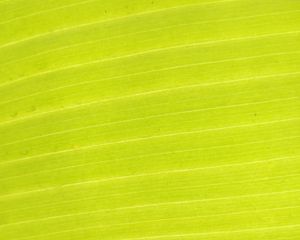 Preview wallpaper leaf, plant, macro, green