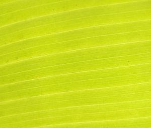 Preview wallpaper leaf, plant, macro, green
