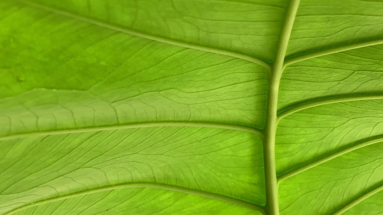 Wallpaper leaf, plant, macro, veins, green