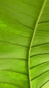 Preview wallpaper leaf, plant, macro, veins, green