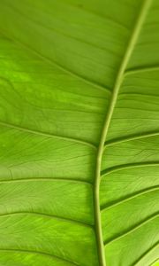 Preview wallpaper leaf, plant, macro, veins, green