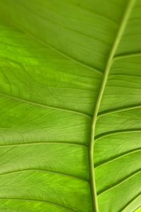 Preview wallpaper leaf, plant, macro, veins, green