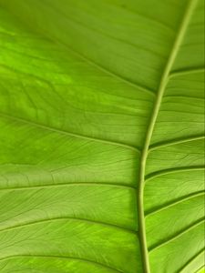 Preview wallpaper leaf, plant, macro, veins, green