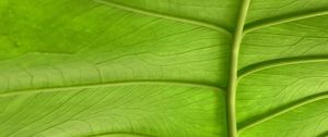 Preview wallpaper leaf, plant, macro, veins, green