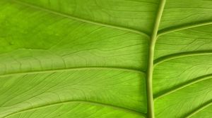 Preview wallpaper leaf, plant, macro, veins, green