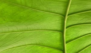Preview wallpaper leaf, plant, macro, veins, green