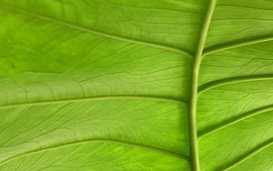 Preview wallpaper leaf, plant, macro, veins, green