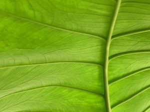 Preview wallpaper leaf, plant, macro, veins, green