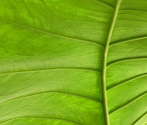 Preview wallpaper leaf, plant, macro, veins, green
