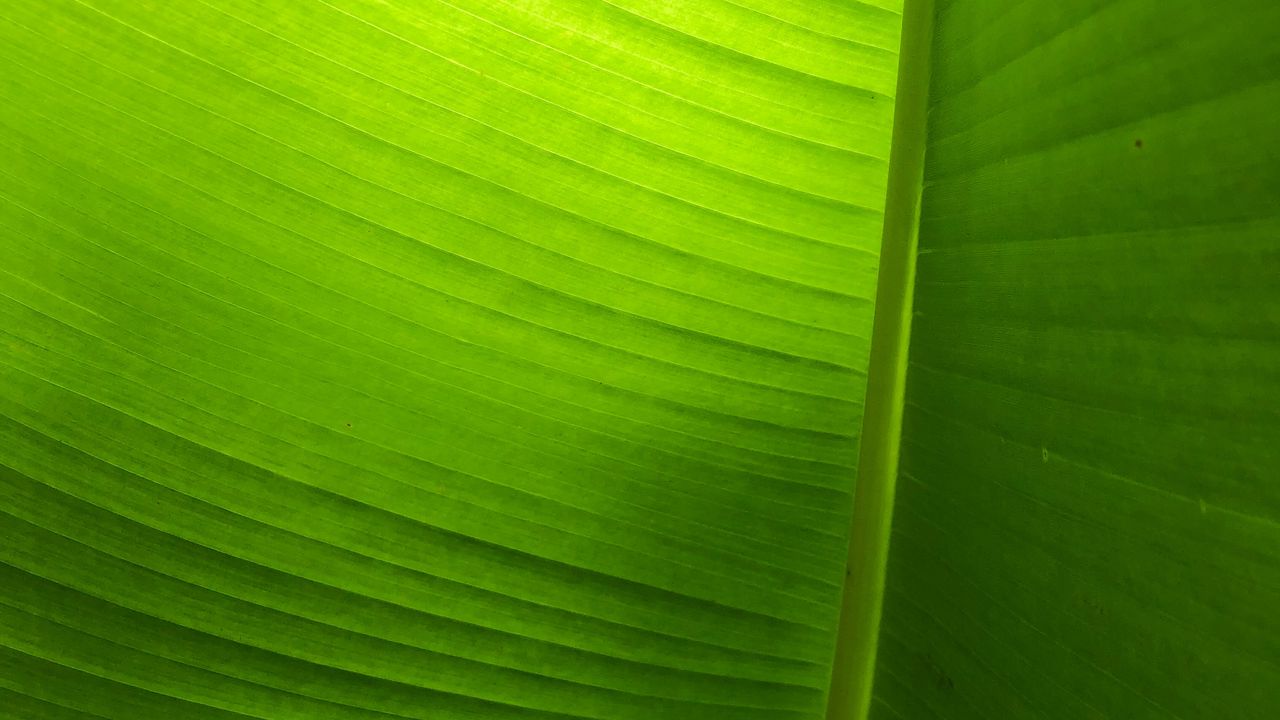 Wallpaper leaf, plant, macro, green, veins