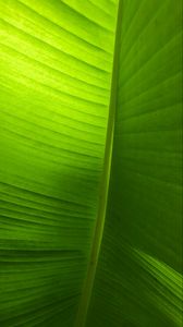Preview wallpaper leaf, plant, macro, green, veins