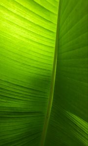 Preview wallpaper leaf, plant, macro, green, veins