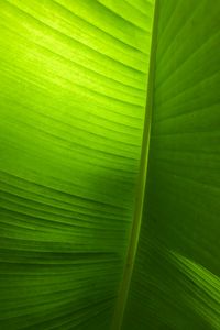 Preview wallpaper leaf, plant, macro, green, veins