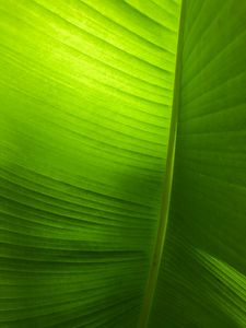 Preview wallpaper leaf, plant, macro, green, veins