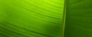 Preview wallpaper leaf, plant, macro, green, veins