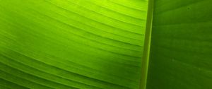 Preview wallpaper leaf, plant, macro, green, veins