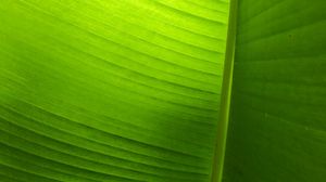 Preview wallpaper leaf, plant, macro, green, veins