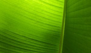 Preview wallpaper leaf, plant, macro, green, veins