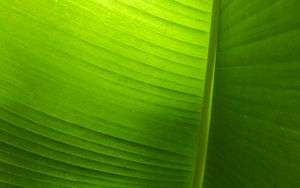 Preview wallpaper leaf, plant, macro, green, veins