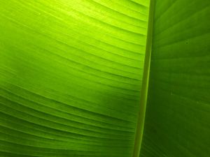 Preview wallpaper leaf, plant, macro, green, veins