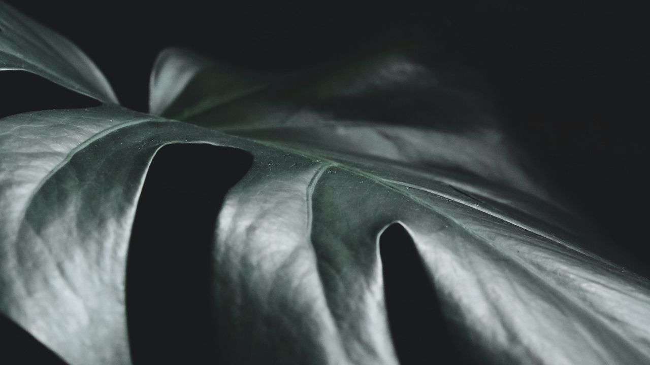 Wallpaper leaf, plant, macro, dark