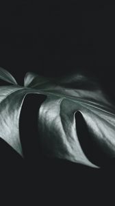 Preview wallpaper leaf, plant, macro, dark