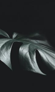 Preview wallpaper leaf, plant, macro, dark