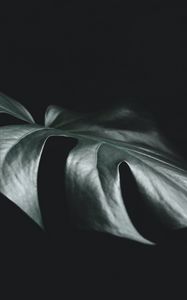 Preview wallpaper leaf, plant, macro, dark