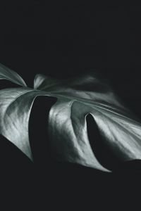Preview wallpaper leaf, plant, macro, dark