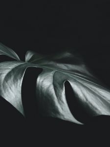 Preview wallpaper leaf, plant, macro, dark