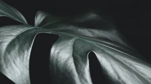 Preview wallpaper leaf, plant, macro, dark