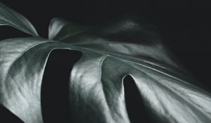 Preview wallpaper leaf, plant, macro, dark