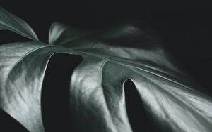 Preview wallpaper leaf, plant, macro, dark