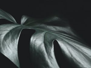 Preview wallpaper leaf, plant, macro, dark