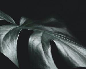 Preview wallpaper leaf, plant, macro, dark