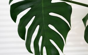 Preview wallpaper leaf, plant, macro, green, tropical
