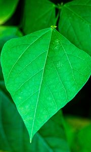 Preview wallpaper leaf, plant, macro, green, surface