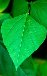 Preview wallpaper leaf, plant, macro, green, surface