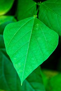 Preview wallpaper leaf, plant, macro, green, surface