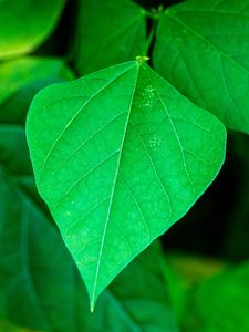 Preview wallpaper leaf, plant, macro, green, surface