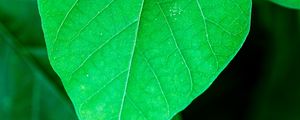 Preview wallpaper leaf, plant, macro, green, surface