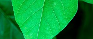 Preview wallpaper leaf, plant, macro, green, surface