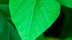Preview wallpaper leaf, plant, macro, green, surface